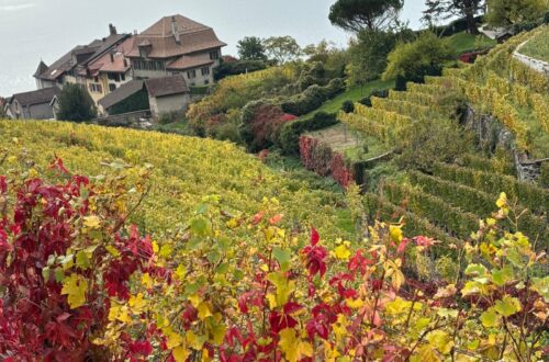 Lavaux oct 2025